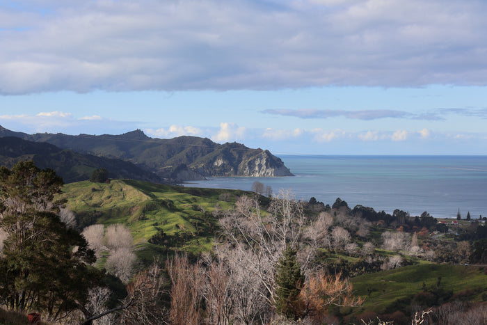 More Than Honey: Why We're Planting Native Trees on Our East Coast Land