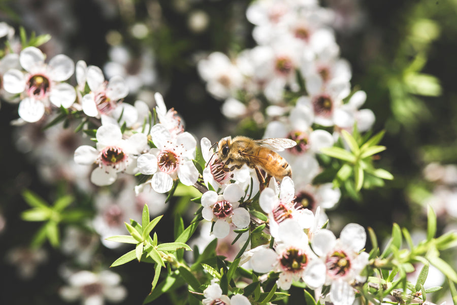 The Science behind Manuka Honey