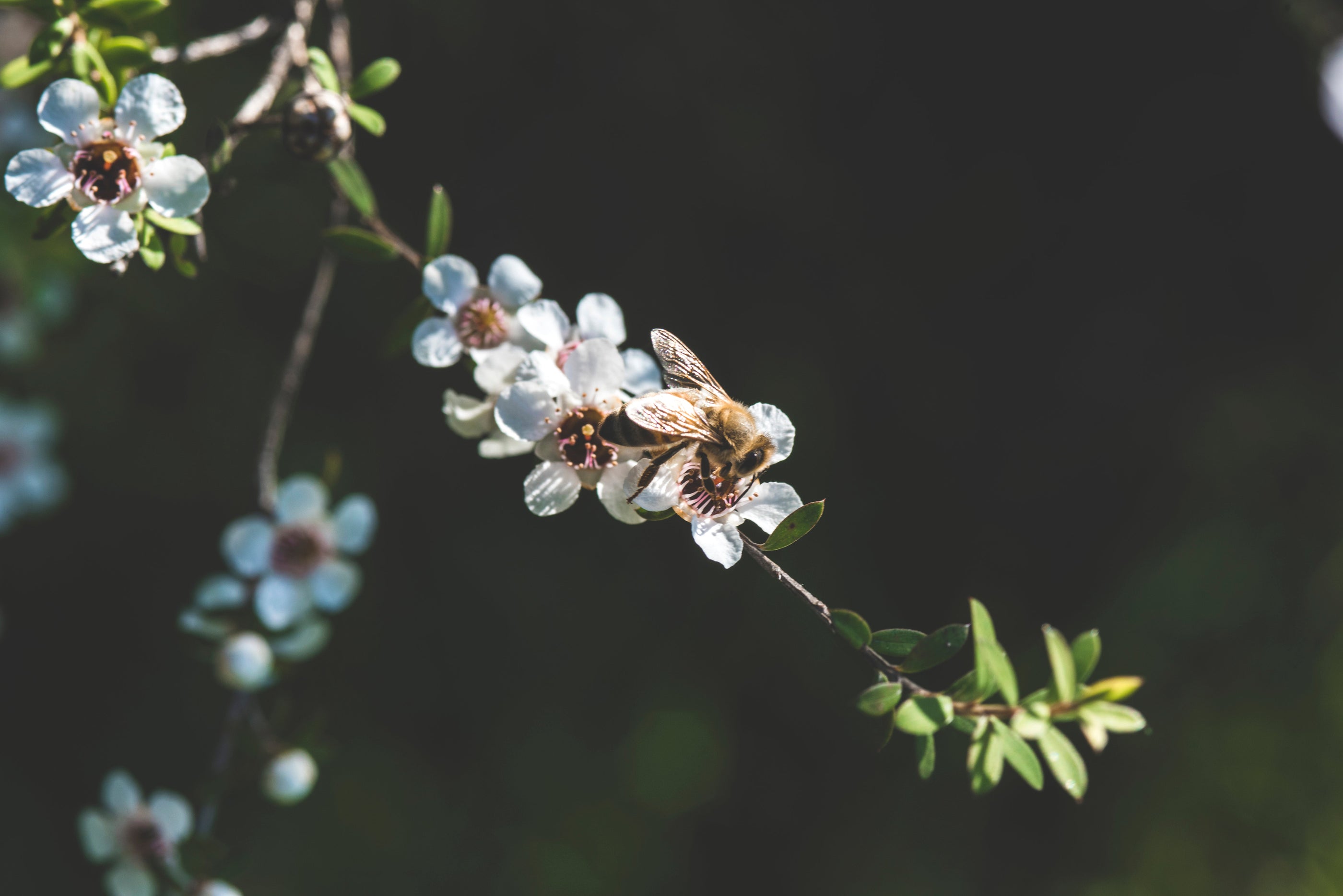 Medicinal Mānuka Honey: Nature’s Answer to Antibiotics