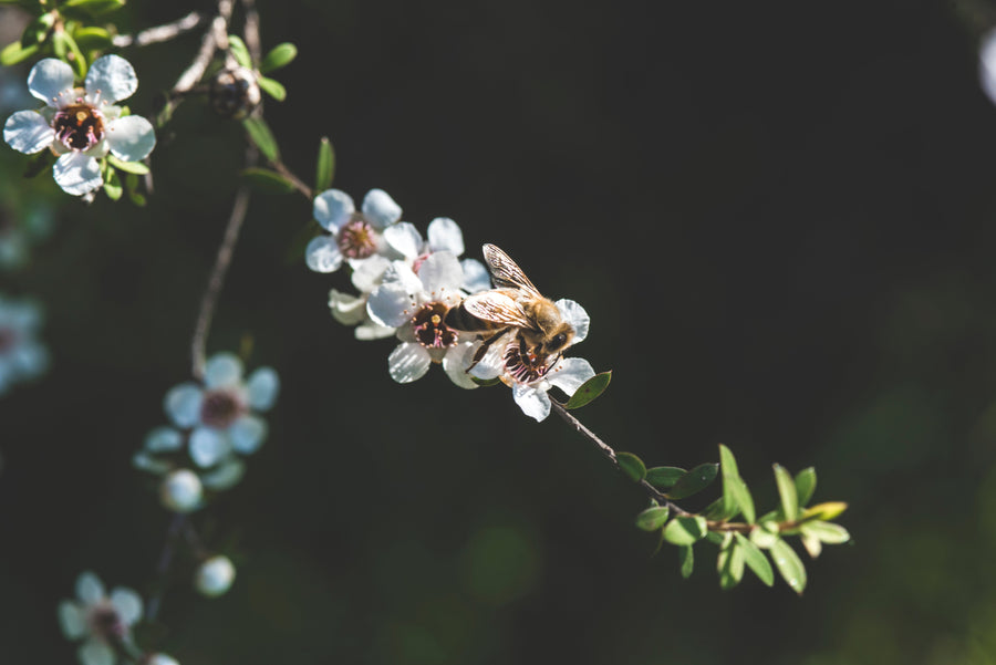 Medicinal Mānuka Honey: Nature’s Answer to Antibiotics