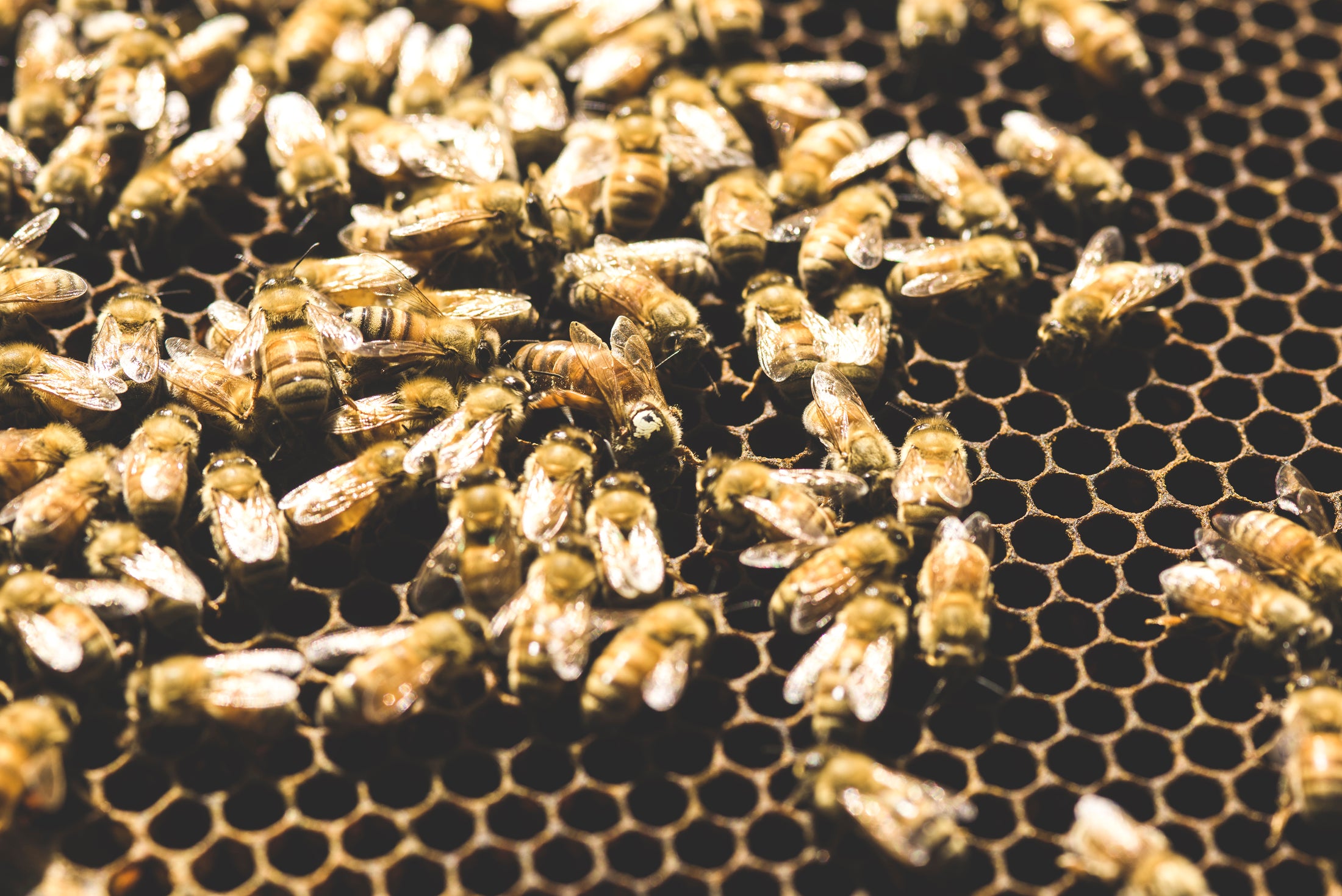 Ethical Beekeeping