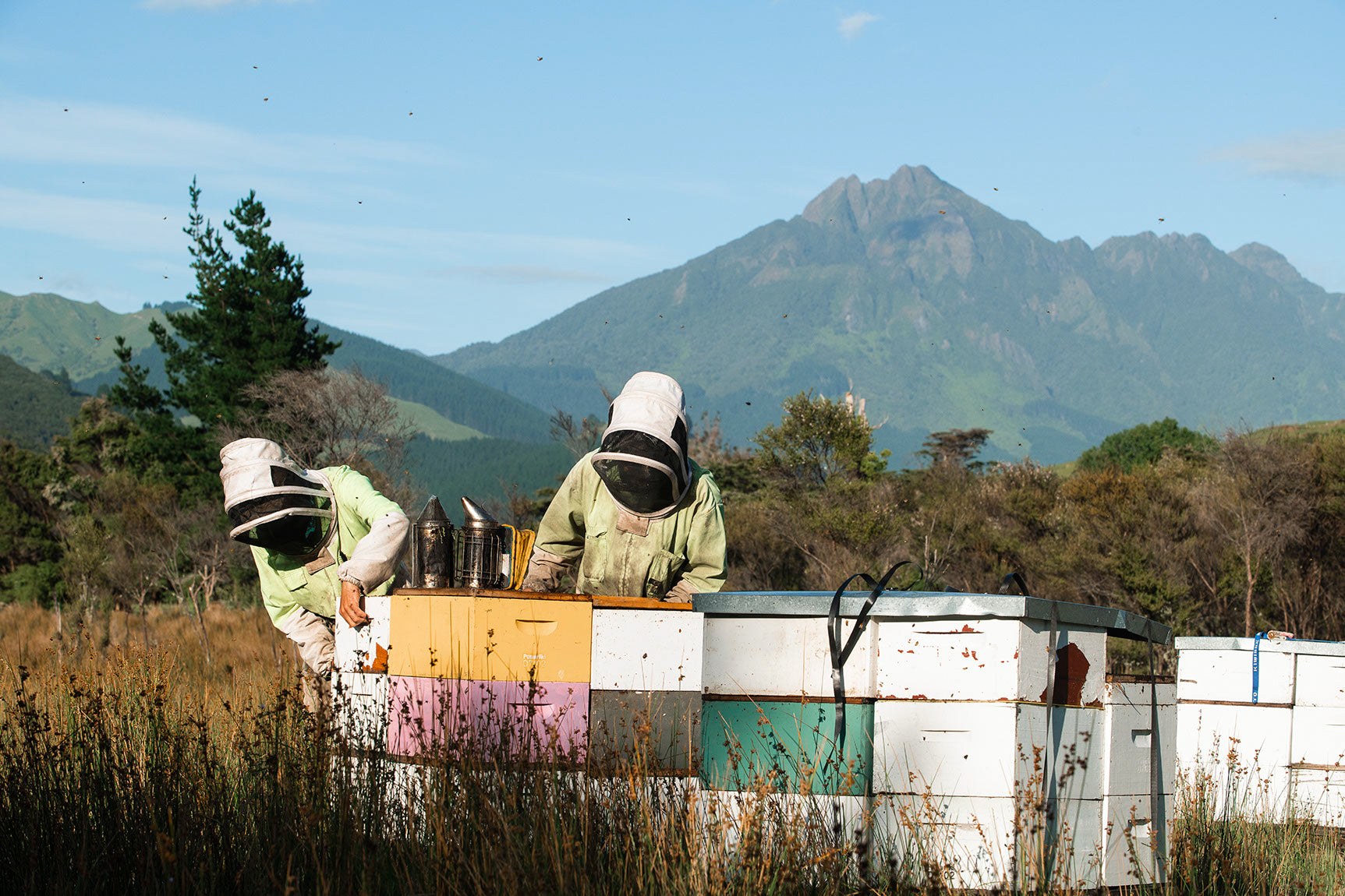 Ethical Beekeeping | King Bees Honey